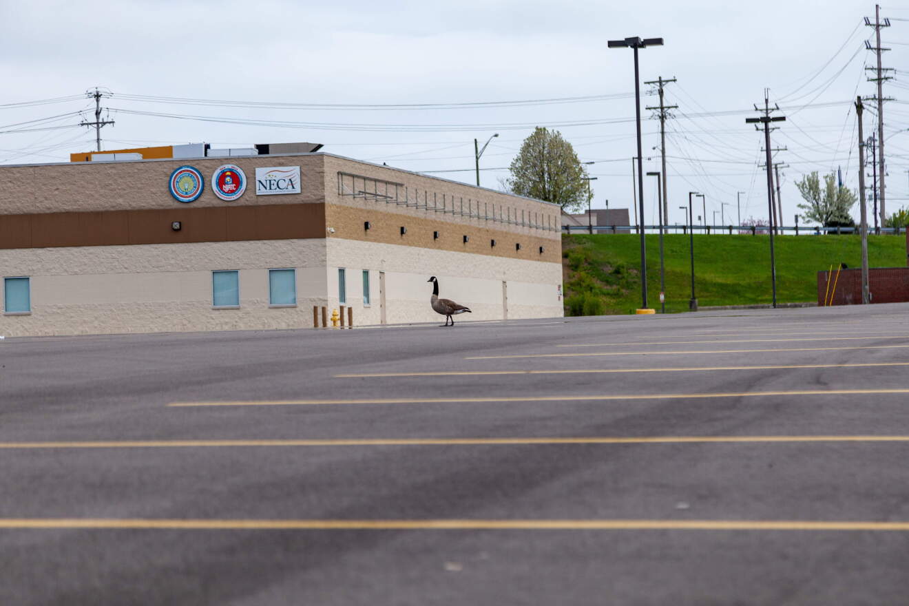 A lone goose sits in an empty Hobby Lobby parking lot in the wake of the coronavirus COVID-19 pandemic, Sunday, April 5, 2020, in Cincinnati.